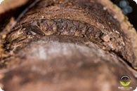 Mopsfledermaus c Giese C
